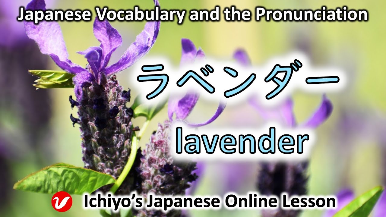 yuuu様　ラベンダー ラベンダー (rabendā) | lavender | Japanese Vocabulary and the