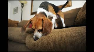 The Secret Weapon Against Hidden Mold? It Has Four Legs!