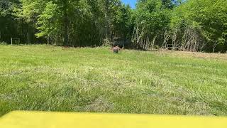 Rootraking Vilonia, AR