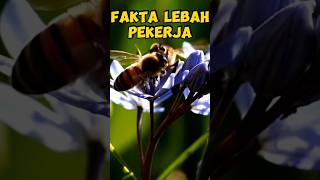TULANG PUNGGUNG KOLONI! Inilah fakta tentang lebah pekerja.#shortvideo #faktaunik #duniahewan