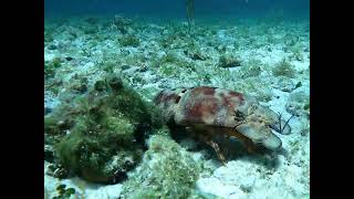 Thought It Was A Rock But Its Slipper Lobster
