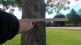 Measuring Tree Diameter