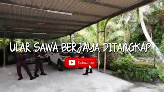 ULAR SAWA BERJAYA DITANGKAP