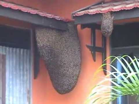 Sarang Lebah Ajaib. Honeycomb Miracle - YouTube