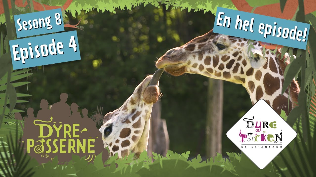 Nytt leketøy til sjiraffene | Dyrepasserne S8E4 | Dyreparken