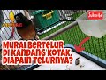 Murai Bertelur di Kandang Kotak setelah dari Kandang Ternak. Telurnya diapain ya? Yuk Simak!