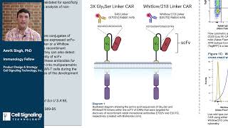 Generation and Validation of Anti-Linker Monoclonal Antibodies for  Detection of scFv-based CARs