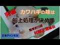 究極のカワハギ料理は、船上の処理が決め手。