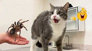 The FUNNIEST Pet Videos of 2026! 🤣 - Dogs, Cats & Absolute Chaos | BEST Compilation Ever Made