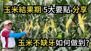 玉米開花結果期重要的五大要點分享，讓玉米穗顆粒飽滿，防蟲、追肥、澆水、培土、疏果一一說明 | 阿星種植