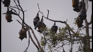 Bats Are Mammals Of The Order Chiroptera With Their Forelimbs Adapted As Wings They Are The Only