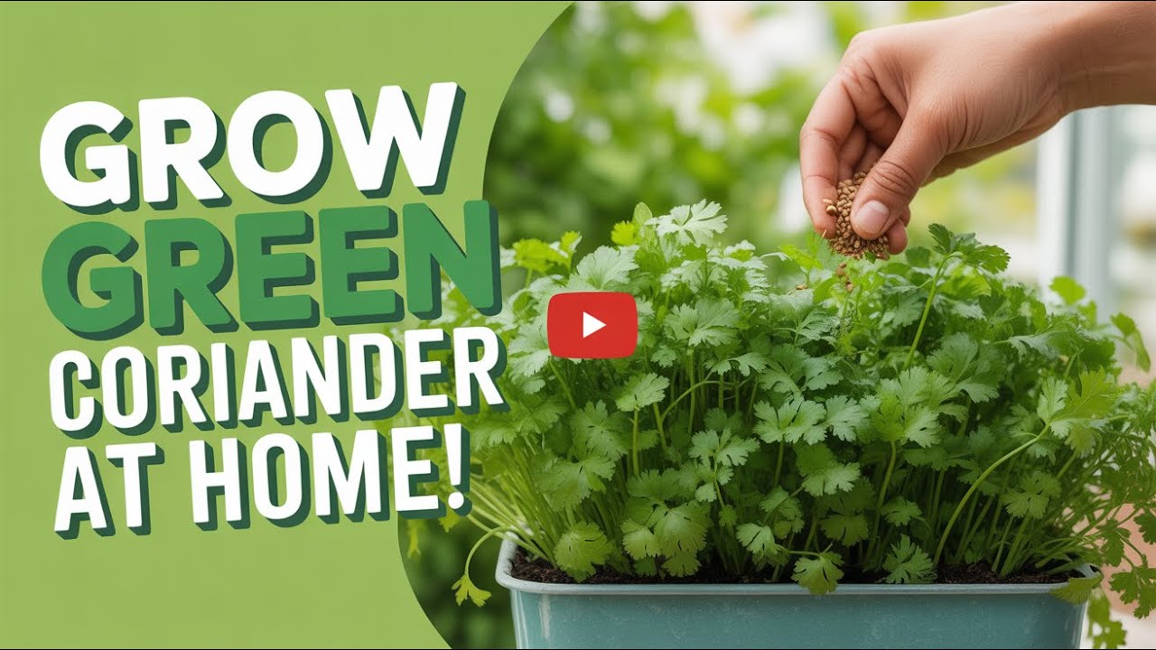 «Выращивайте зелёный кориандр дома | Самый простой способ быстро вырастить свежие листья кориандра!»
