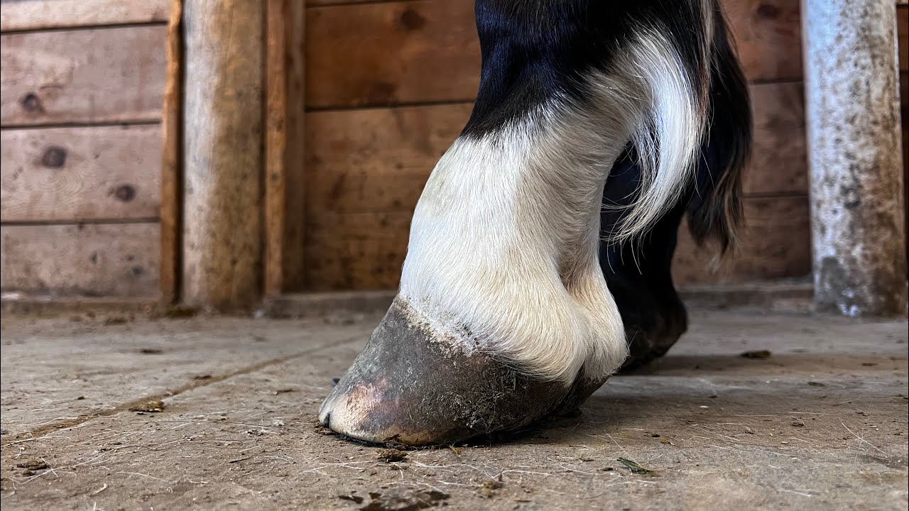 How to Shoe a Horse With Ringbone: Expert Tips for Relief