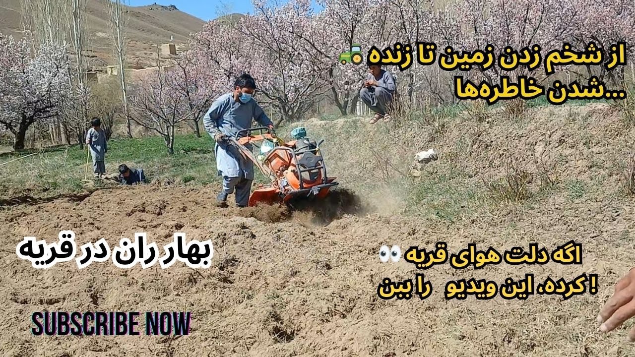 ویدیوی زیبا از بهاران وطن/ گل باغ  وشخم زنی زمین