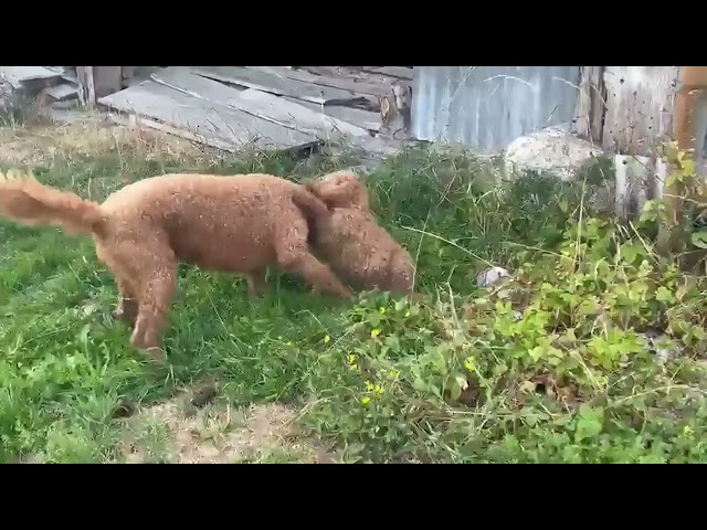 Mamma Laska tollt mit süsser Ambra