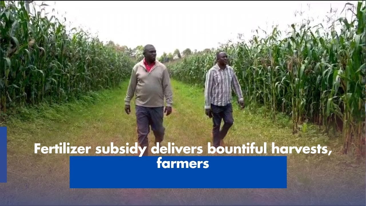 Fertilizer subsidy delivers bountiful harvests, farmers