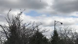 how do birds communicate while flying 5