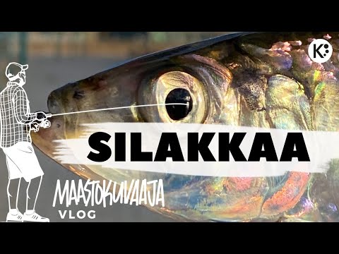 Video: Kala-klopsia Tillikastikkeessa