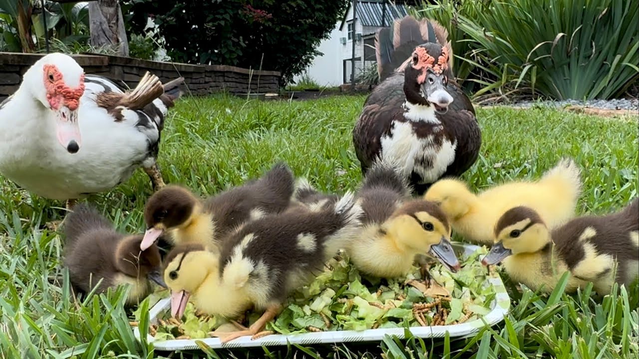 Baby Ducklings With Their Mommy Ducks