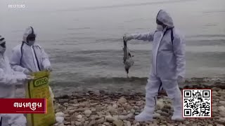 Avian Flu Outbreak In India Reaches Kangra District Avian Flu Outbreak In India Reaches Kangra District
