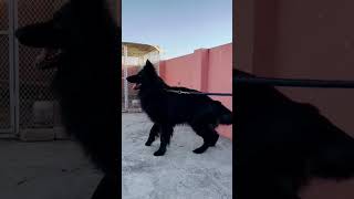 Black Shepherd