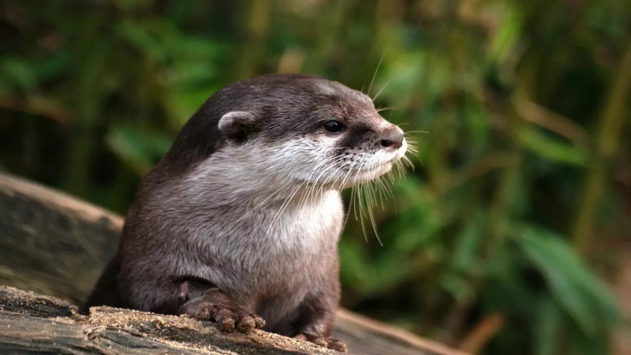 What Sound Does An Otter Make? Animal Sounds (Otter Sounds) YouTube