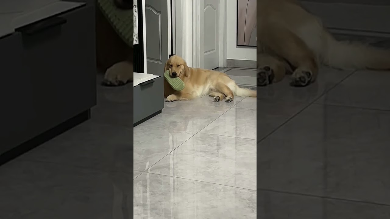 Friendly Interaction with a Funny Golden Retriever 