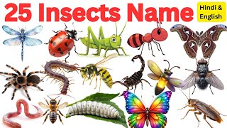 25 Insects & Bugs Names in English and Hindi | Insects Name with Facts | कीड़े मकोड़ों के नाम #bugs
