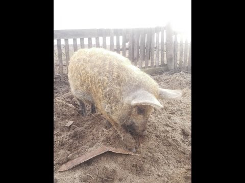 Венгерская пуховая мангалица