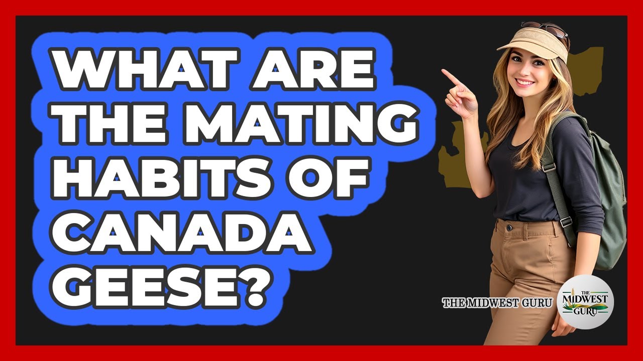 What Are The Mating Habits Of Canada Geese?