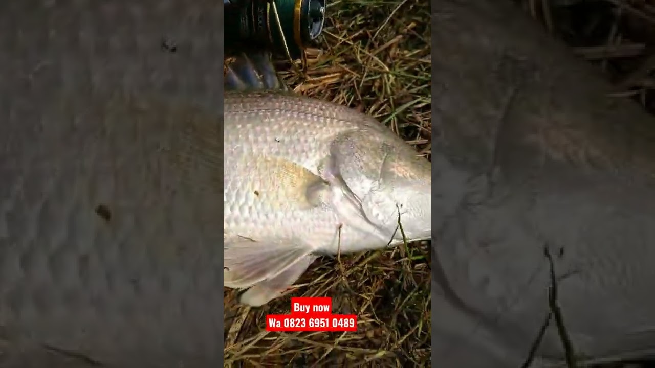 Fiz lure paray series  