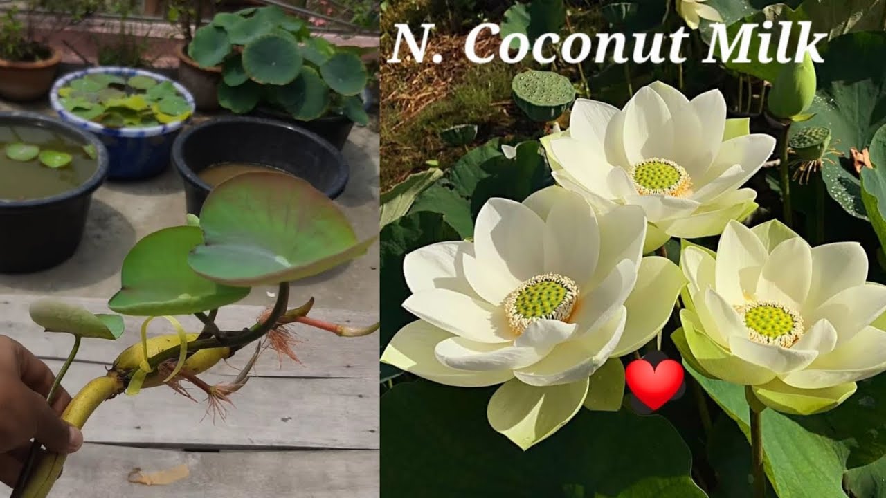 How To Grow Lotus Plant Our Roof in Bengali.... আমরা ছাদবাগানে কিভাবে