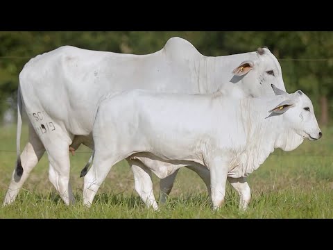 LOTE 129 - CSCN 21919