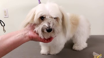 Using the Tick Twister to Remove a Huge Tick