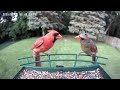 Bird Photography