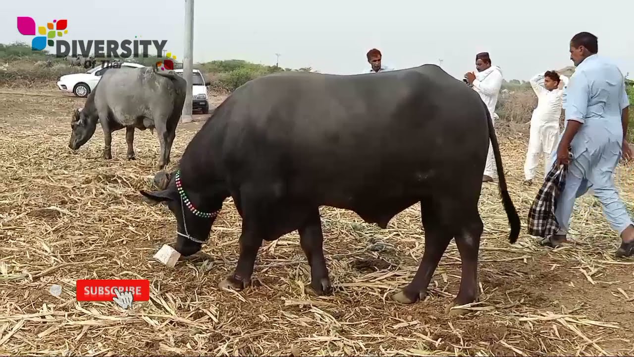 Buffalo bull || Dosu jat bull || Banni bull