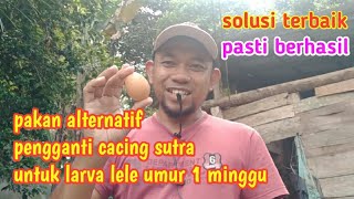 pakan alternatif pengganti cacing sutra untuk larva lele umur 1 minggu