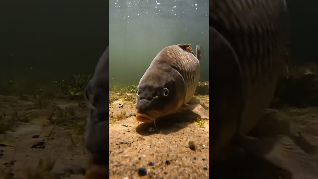 🎣🤫 Bream Can't Resist THIS Bait! 🤯 Foolproof Rig REVEALED! 🔥🐟