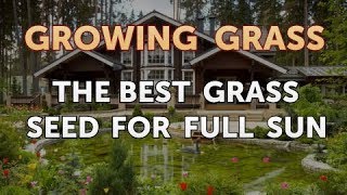 The Best Grass Seed for Full Sun