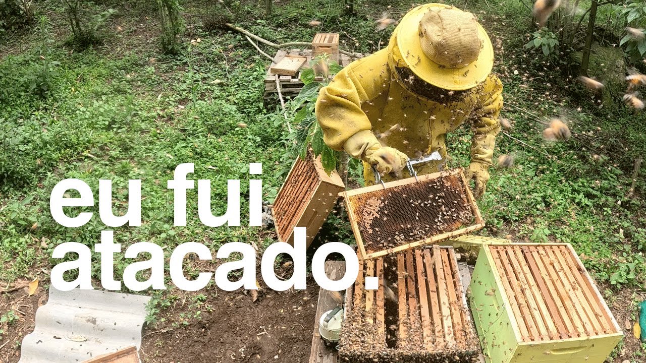 ABELHAS APIS MAIS BRAVAS DO MUNDO