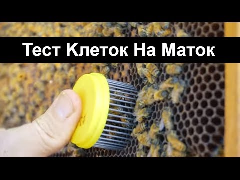 Пасека #21 Тест