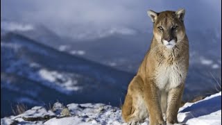 TMS Safety Tips Humans & Predators, Bears, Mountain Lions w/ Colorado Parks & Wildlife