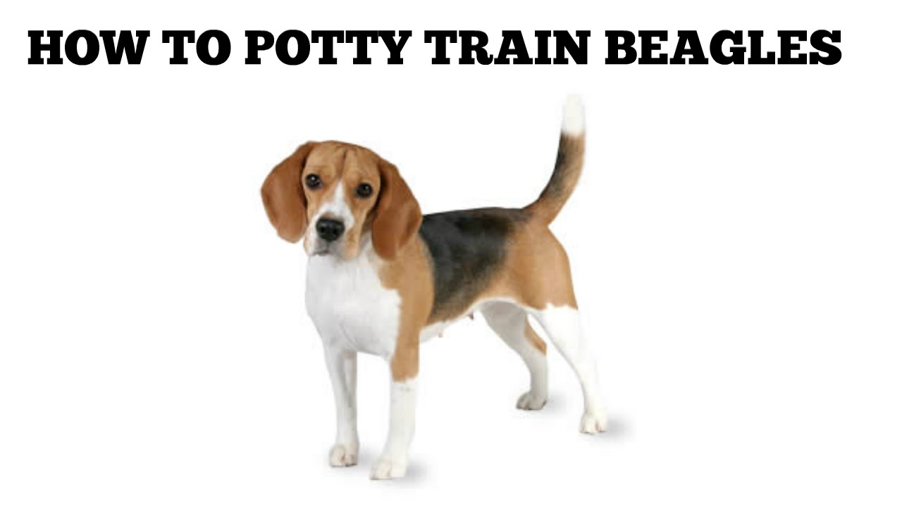 how to toilet a quickly potty a beagle puppy motavera how to toilet a quickly potty a beagle puppy motavera