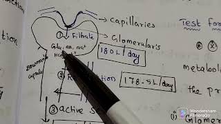 Renal Function Tests - 1