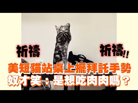 美短貓站桌上擺拜託手勢 奴才笑：是想吃肉肉嗎？｜寵物｜貓咪