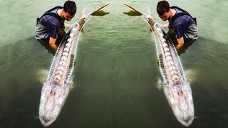Fishing for Giant Sturgeon In Canada