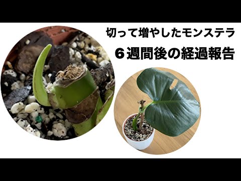 【6週間後】モンステラ・デリシオーサを切って増やしたその後【経過報告】