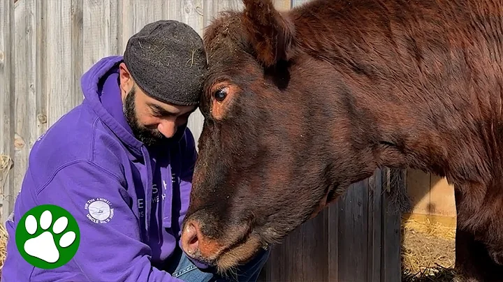 30 minutes of heartwarming animal rescues thumbnail