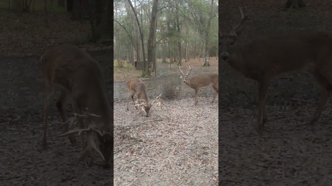 Whitetails in Louisiana YouTube