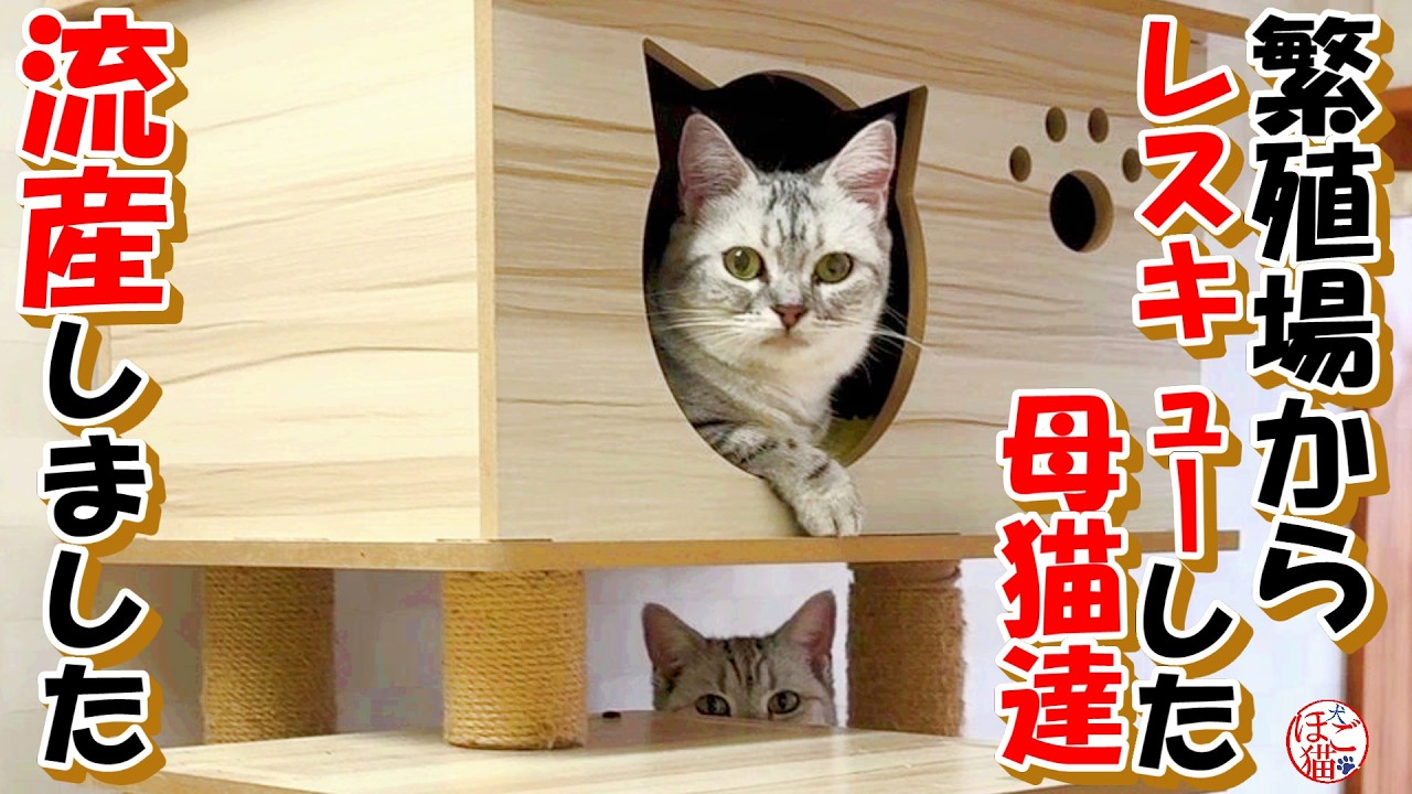 【閲覧注意　保護猫（お名前募集）　子犬 】元繁殖場からレスキューした猫が流産していました＆子犬達＋おまけコーナー